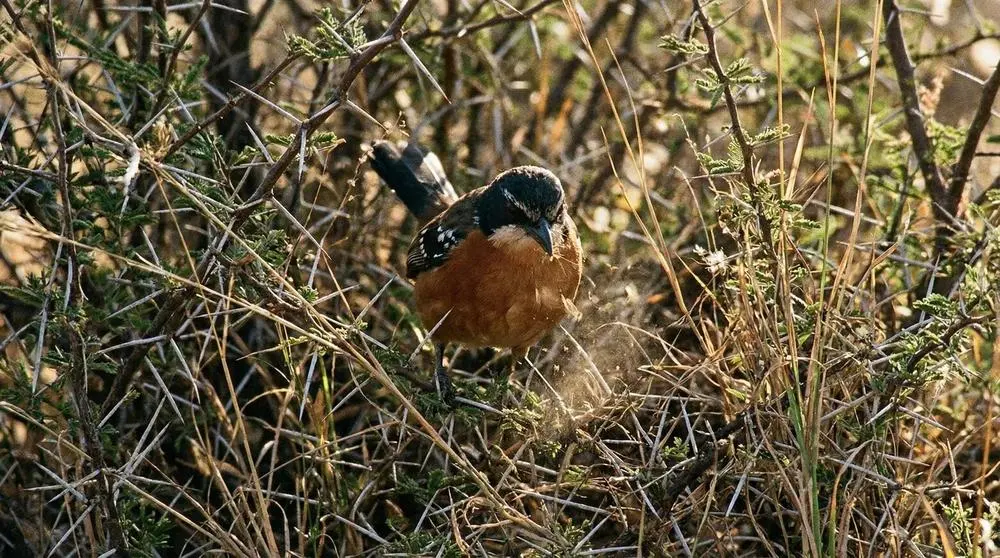 Wie Sie Vögel auf Safari fotografieren
