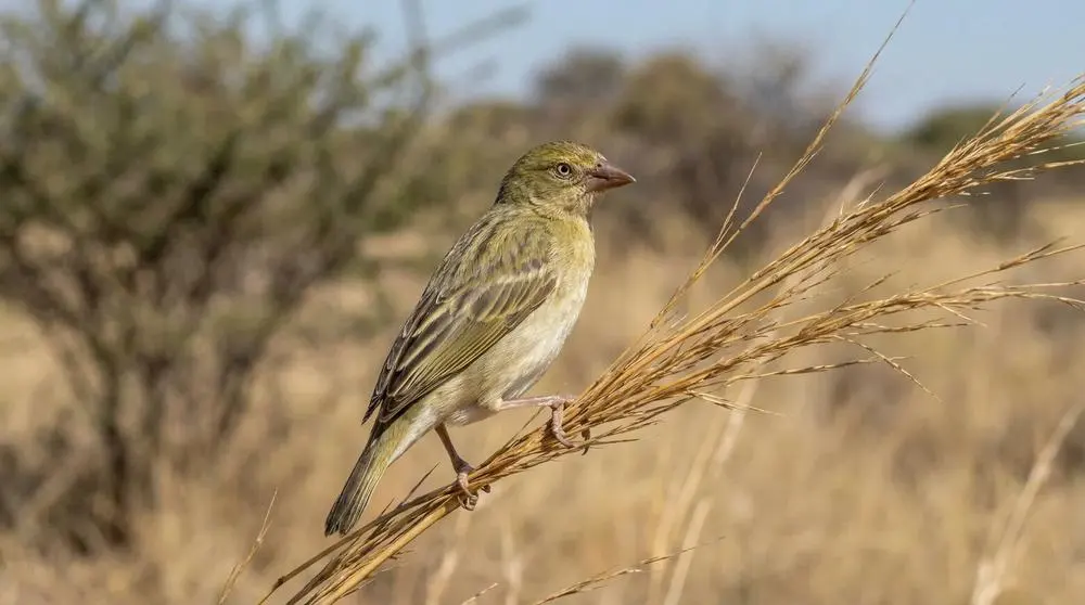 Southern Masked Weaver