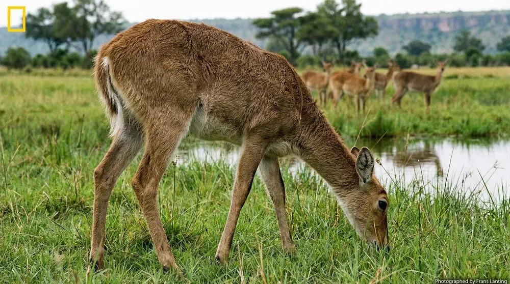 Southern Reedbuck
