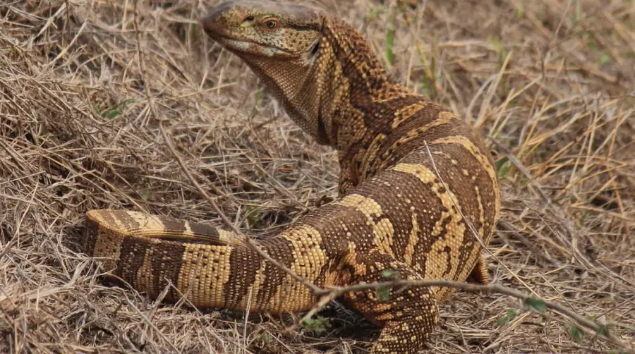 アフリカのサファリでミナミイワオオトカゲを見つける方法