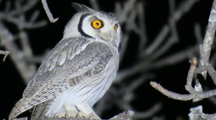 So entdeckst du den Southern White-faced Owl auf einer Afrika-Safari