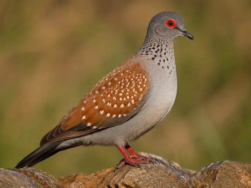 حمامة مرقّطة