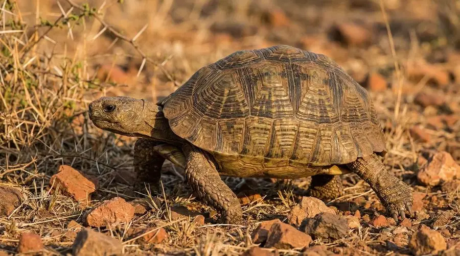 Tortuga de caparazón articulado de Speke