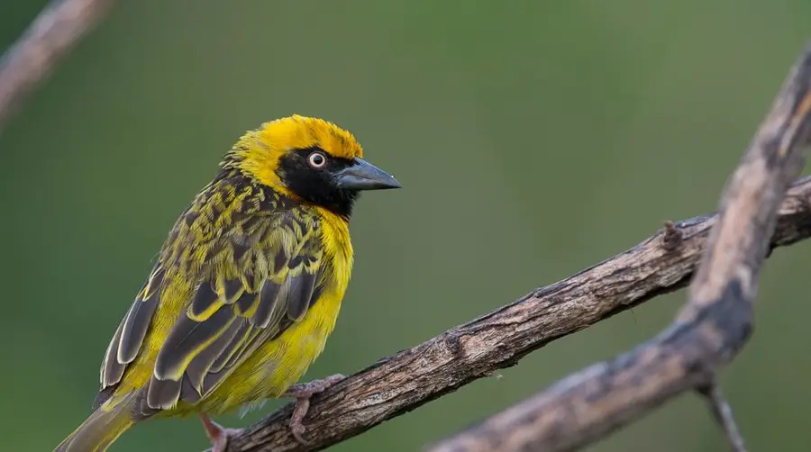 Speke's Weaver