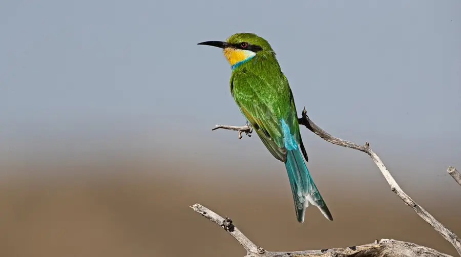 Swallow-tailed Bee-eater