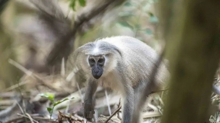अफ़्रीकी सफ़ारी पर टाना रिवर मैंगबे को कैसे देखें
