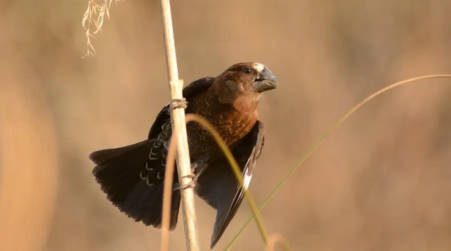 Thick-billed Weaver