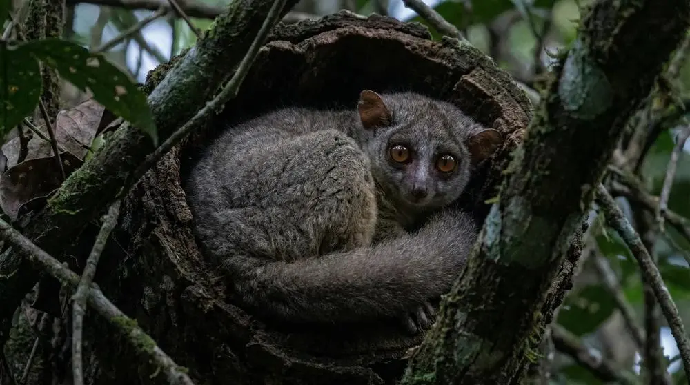 ¿Qué es un área de conservación?