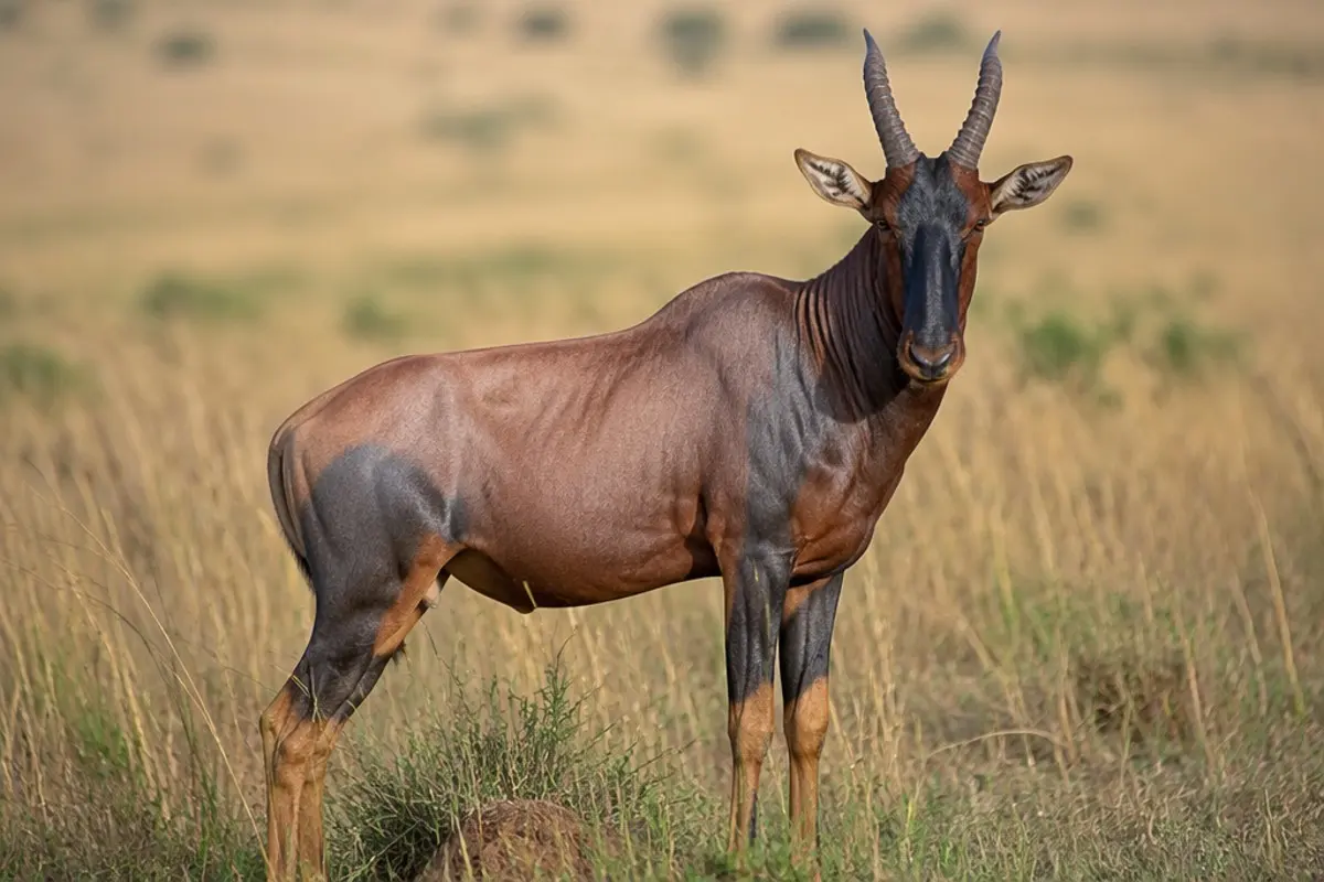 Topi