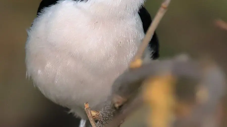 热带伯劳鵙