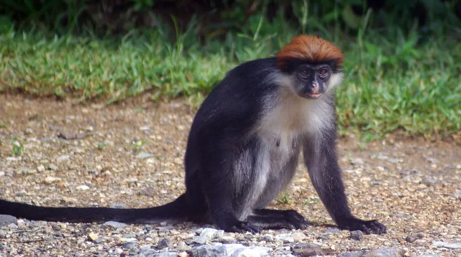 So entdeckst du den Udzungwa Red Colobus auf einer Afrika-Safari