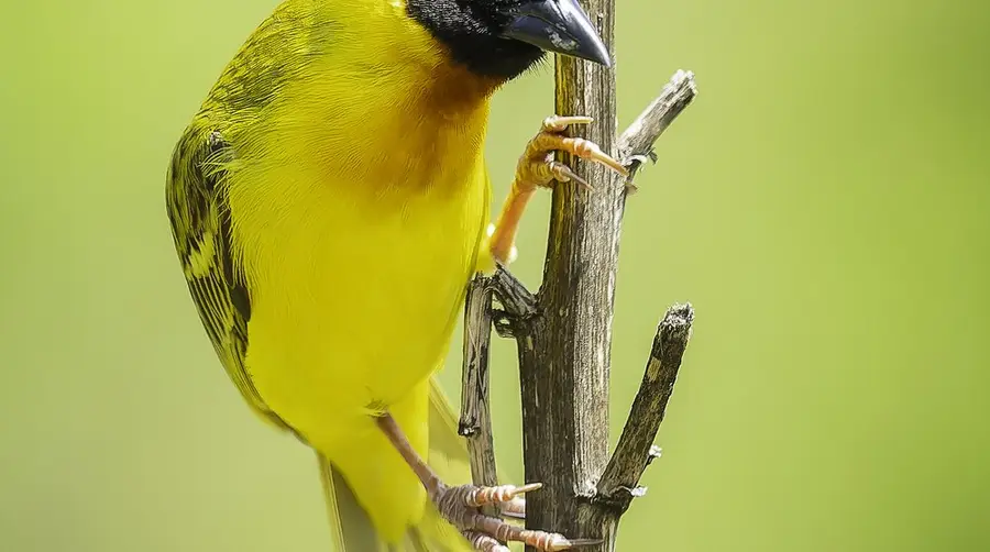 So entdeckst du den Vitelline Masked Weaver auf einer Afrika-Safari