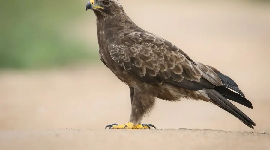 Wahlberg's Eagle