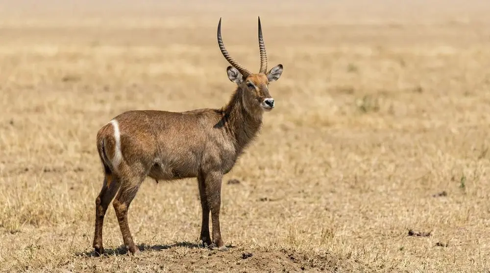 Wasserbock