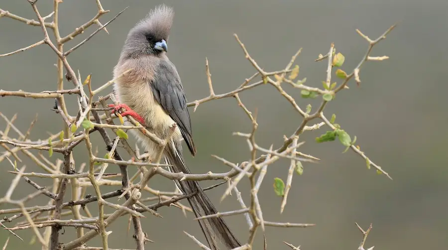 White-backed Mousebird