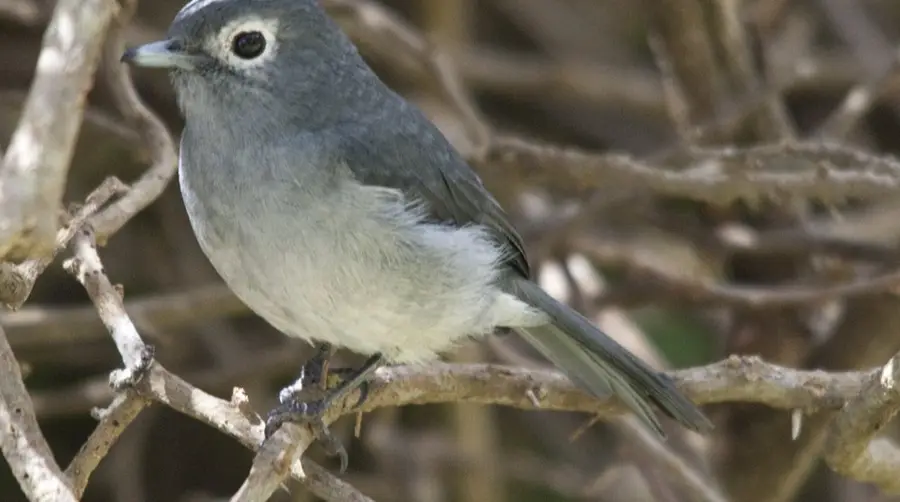White-eyed Slaty Flycatcher
