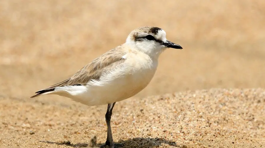 White-fronted Plover