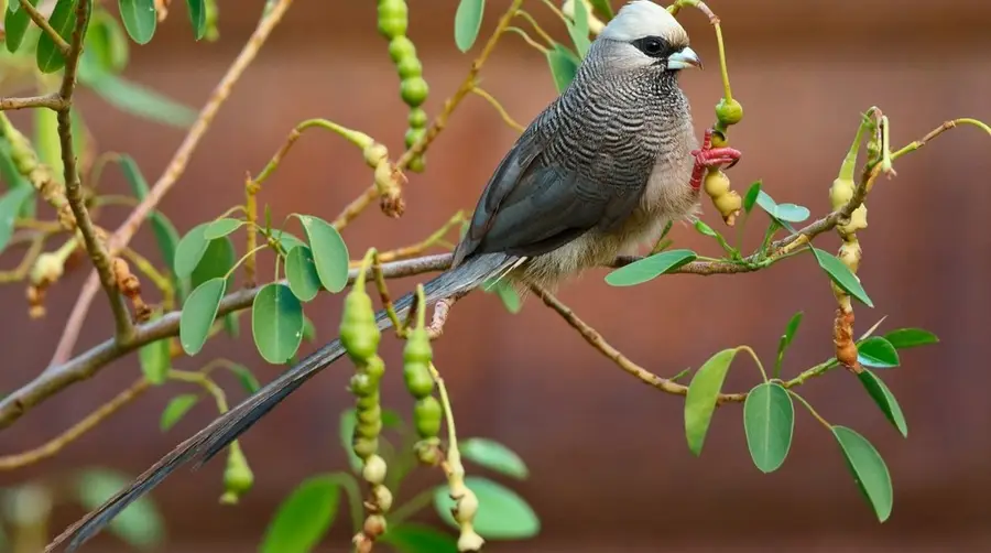 White-headed Mousebird