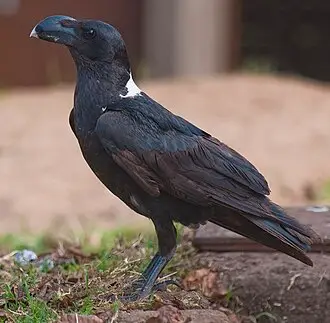 非洲渡鸦