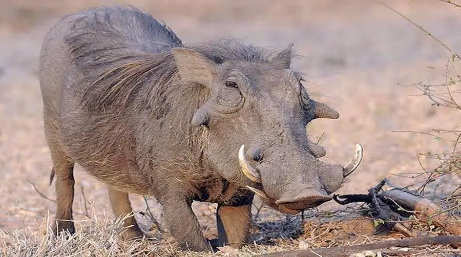 How to Spot the Wild Boar on an African Safari