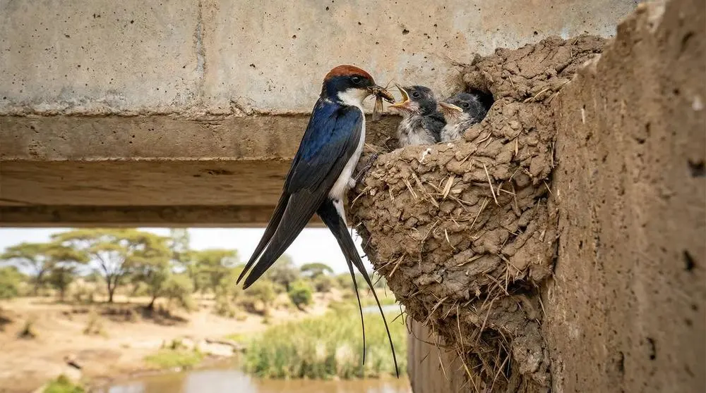 Golondrina de cola alambre