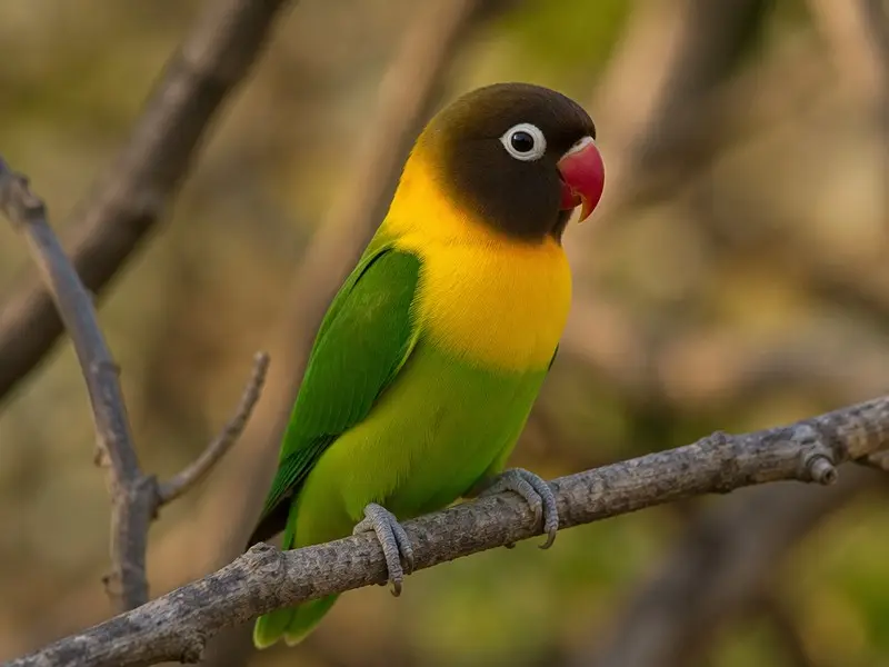 How to Spot the Yellow-collared Lovebird on an African Safari