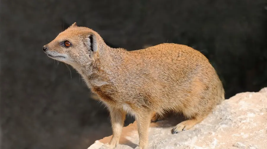 Yellow Mongoose