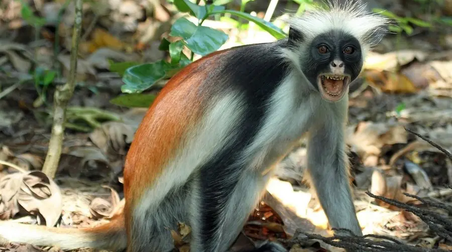 Zanzibar Red Colobus