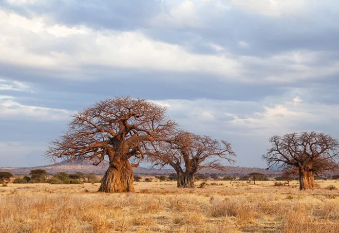 Cómo fotografiar al Gato montés africano en safari