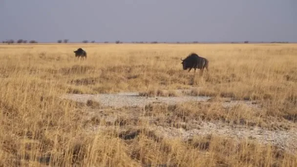 Die besten Orte, um den Großohrfuchs in Afrika zu sehen