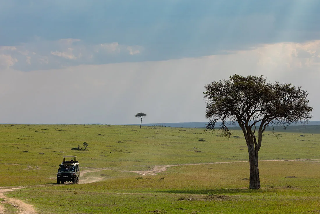 Mejores lugares para ver al Mono azul en África