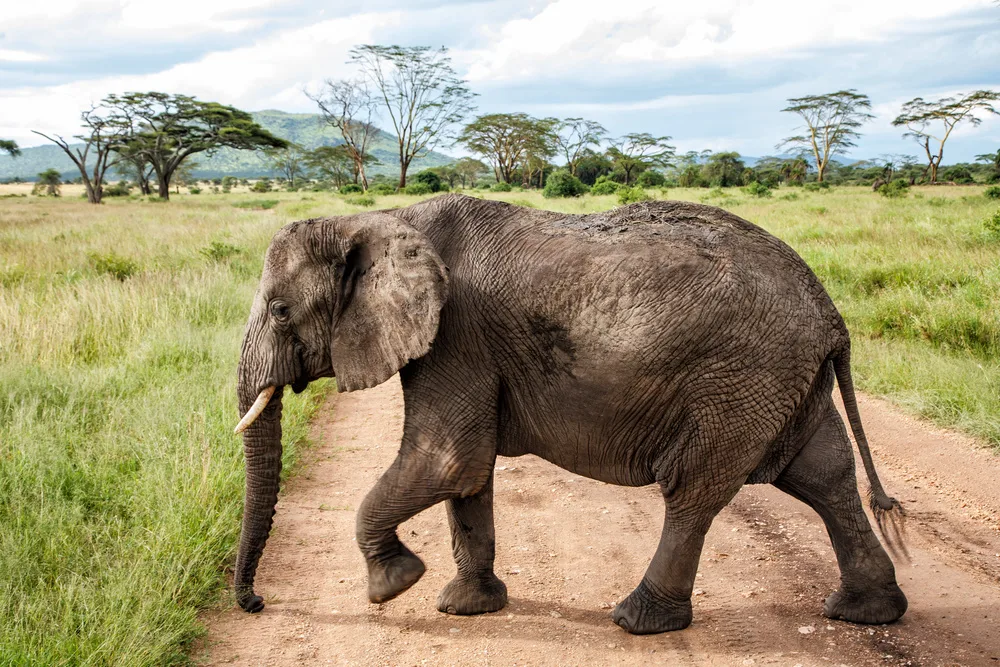 Die besten Orte, um den Buschschwein in Afrika zu sehen