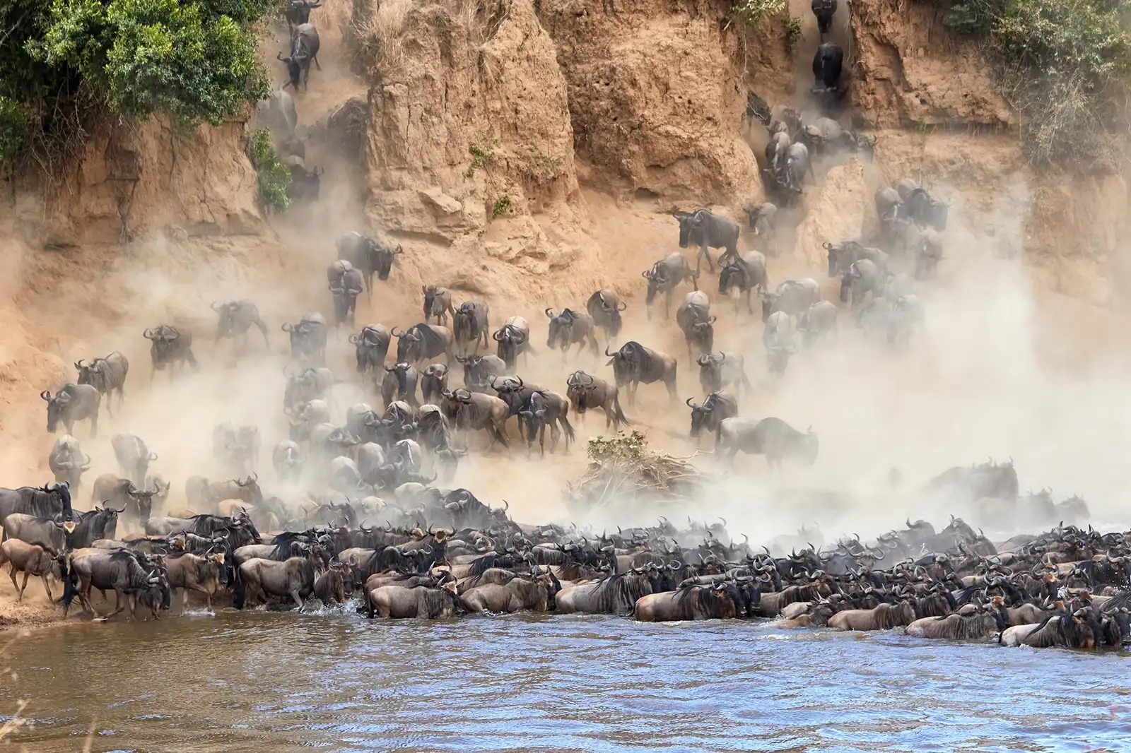 Les meilleurs endroits pour voir le Guépard en Afrique