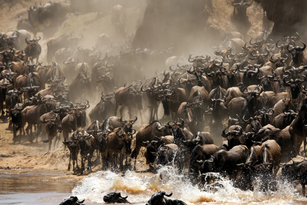 Die besten Orte, um den Schimpanse in Afrika zu sehen