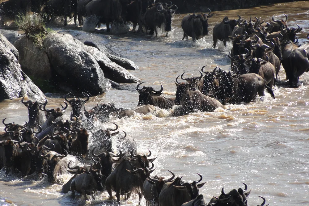 Mejores lugares para ver al Alcéfalo de Coke en África