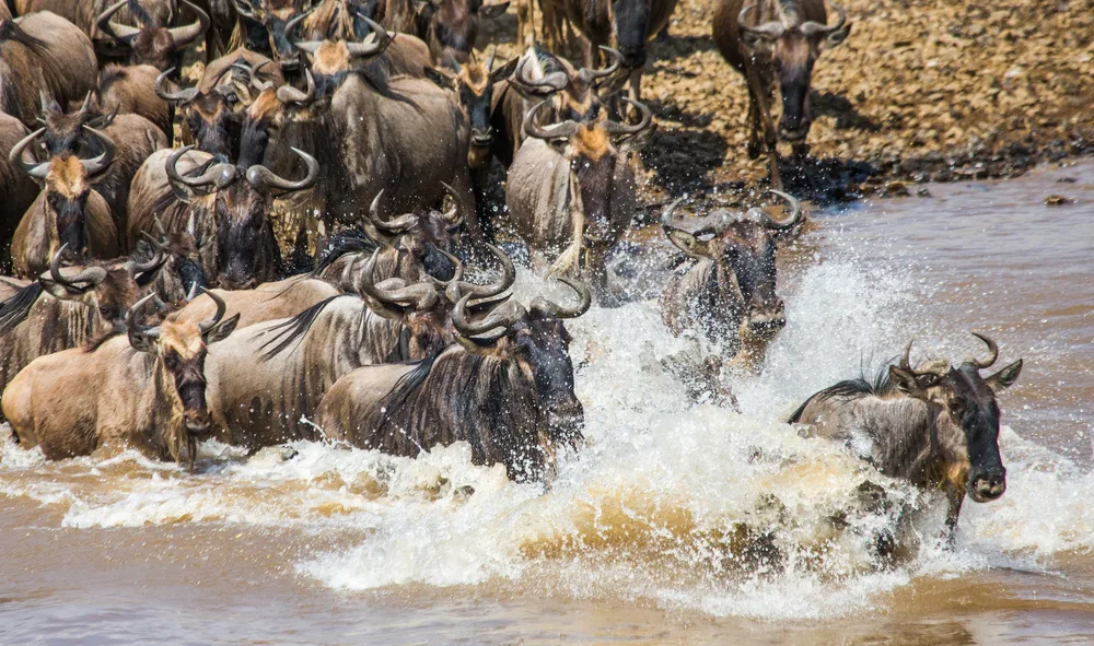 Die besten Orte, um den Gewöhnliche Zwergmanguste in Afrika zu sehen