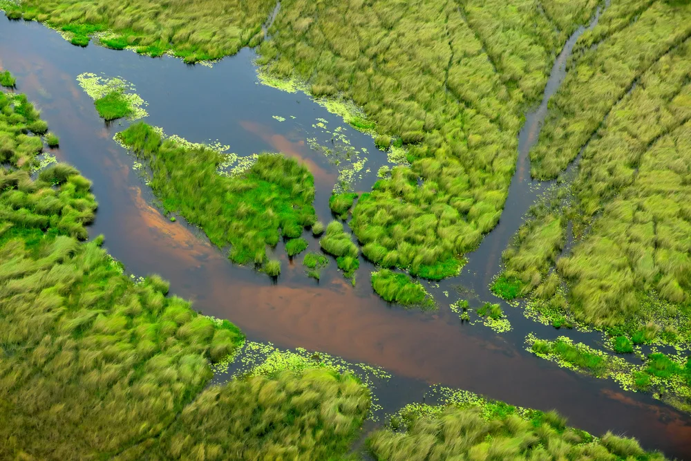 Mejores lugares para ver al Mangosta común esbelta en África