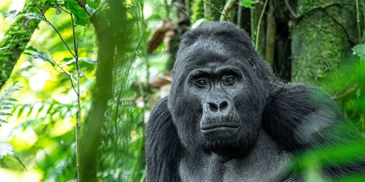 Les meilleurs endroits pour voir le Léopard en Afrique