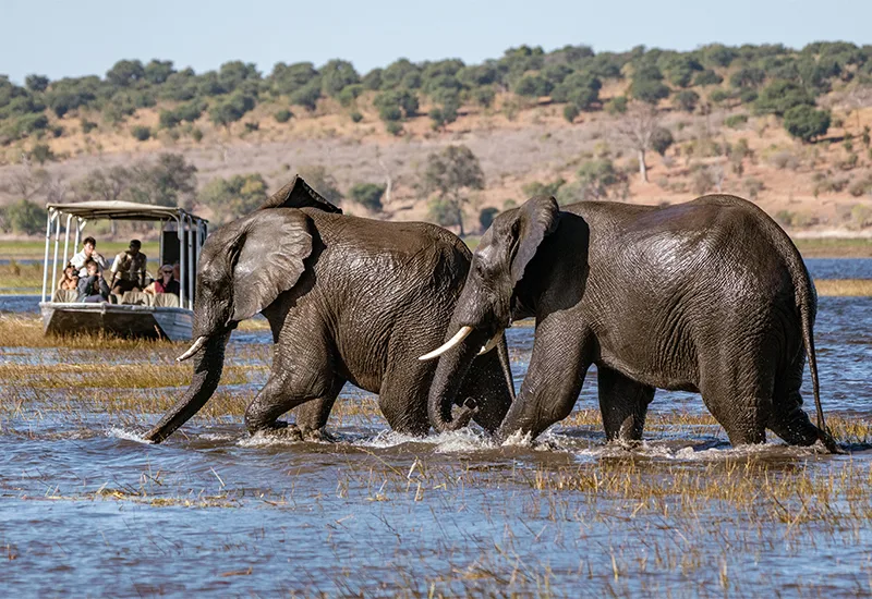 Die besten Orte, um den Serval in Afrika zu sehen
