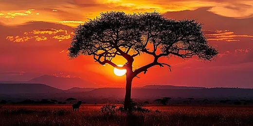 Die besten Orte, um den Seitenstreifen-Schakal in Afrika zu sehen
