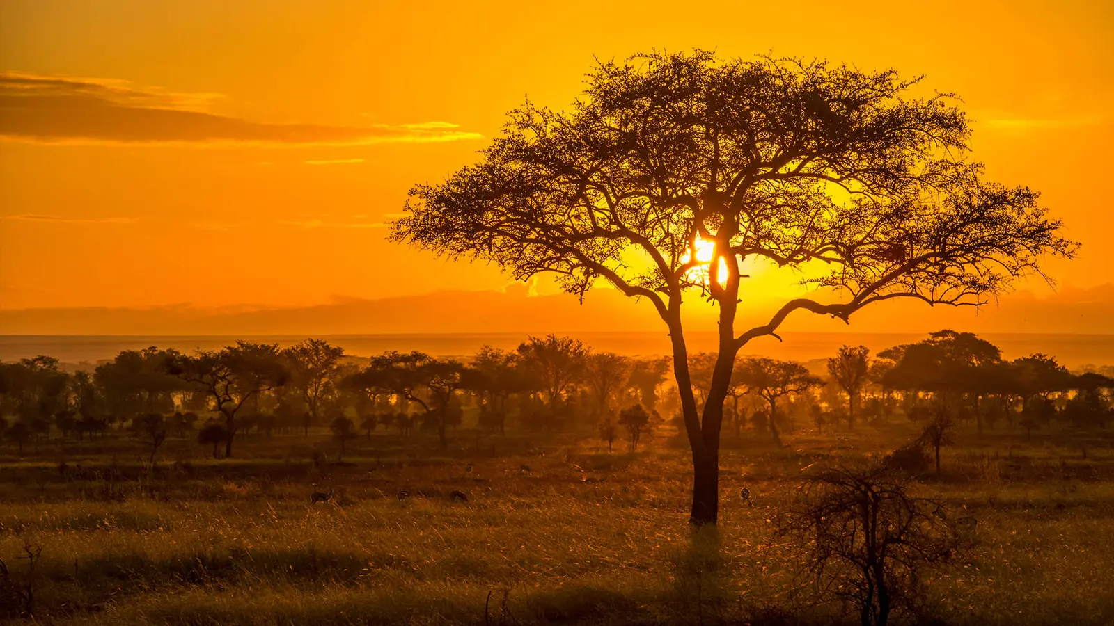 Die besten Orte, um den Südlicher Erdwolf in Afrika zu sehen